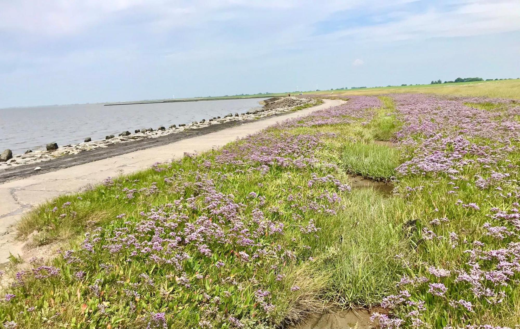 Haus Meerauszeit - Erholung An Der Nordsee Schweiburg Eksteriør bilde